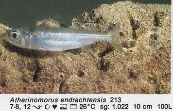 Atherinomorus endrachtensis